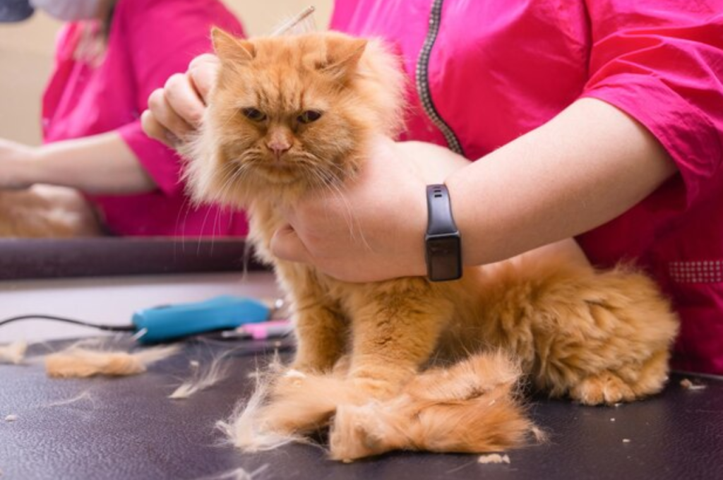 how to groom a long haired cat