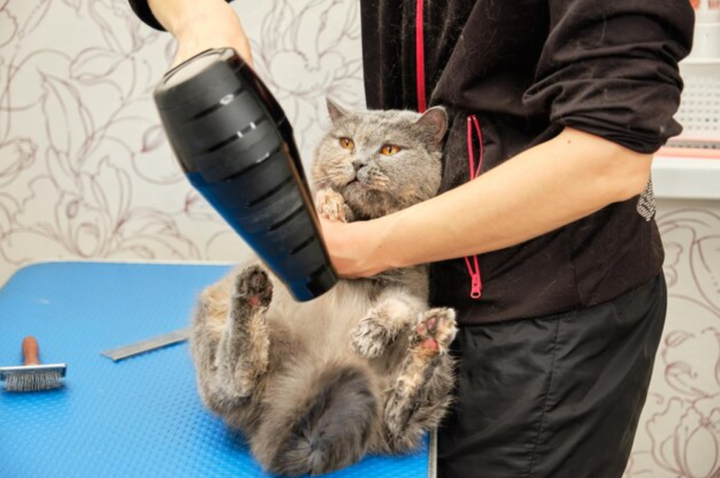 how to stop my cat from over grooming