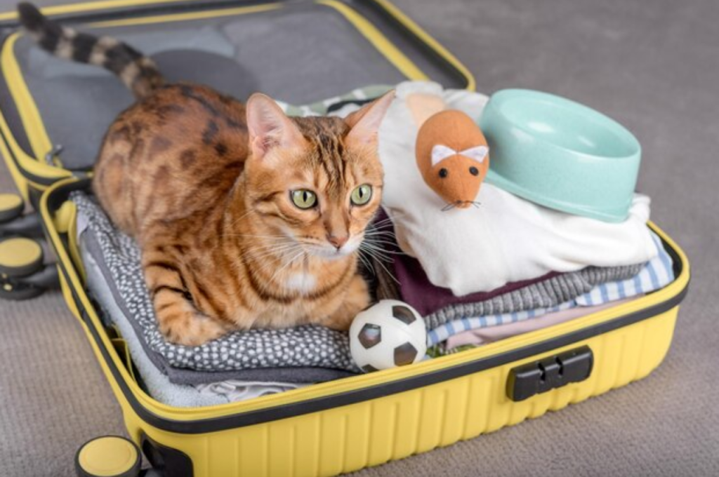 how to train your cat to travel with you