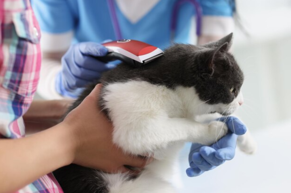 Are there benefits to shaving your cat?