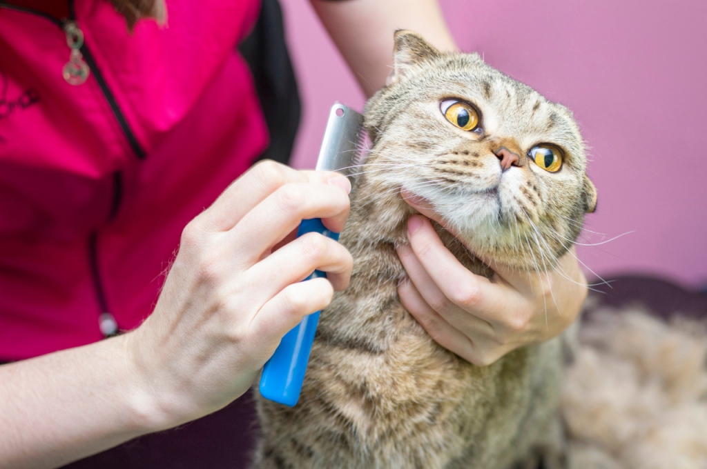 What happens if you don't groom your cat?