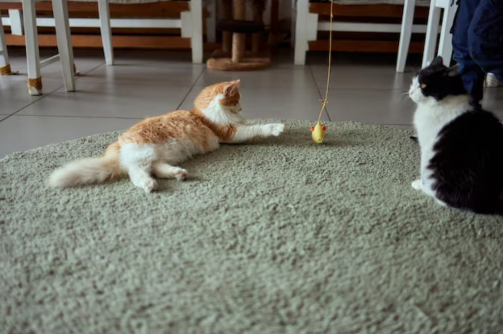 how to house train a cat