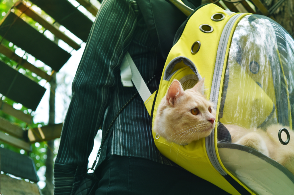how to travel with an anxious cat