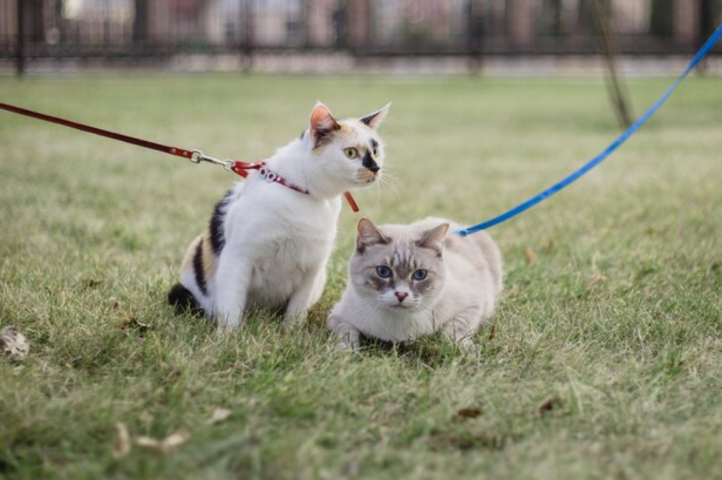 how to train a cat to walk on leash