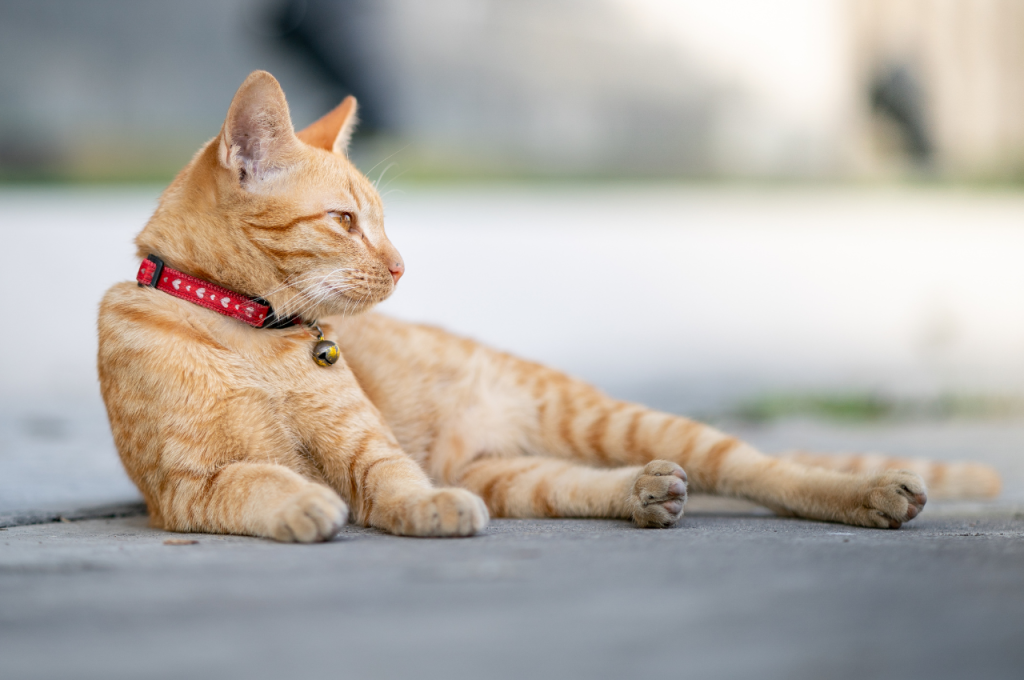 how to train an outdoor cat to stay home