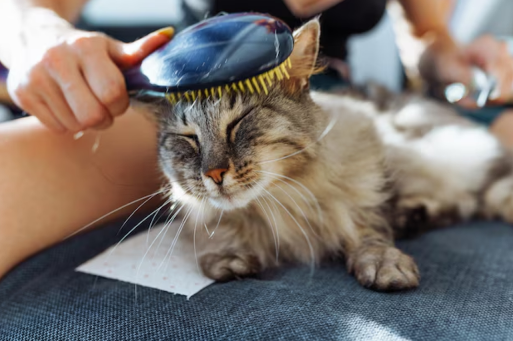 What do cat grooming services include?