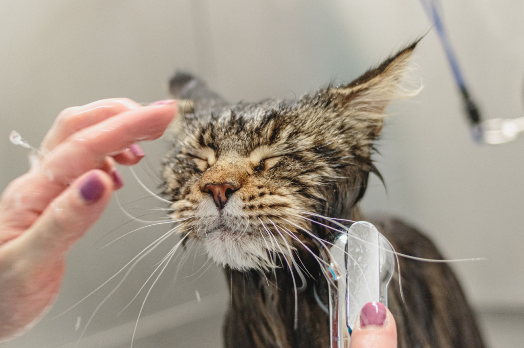 What is considered over grooming in cats?