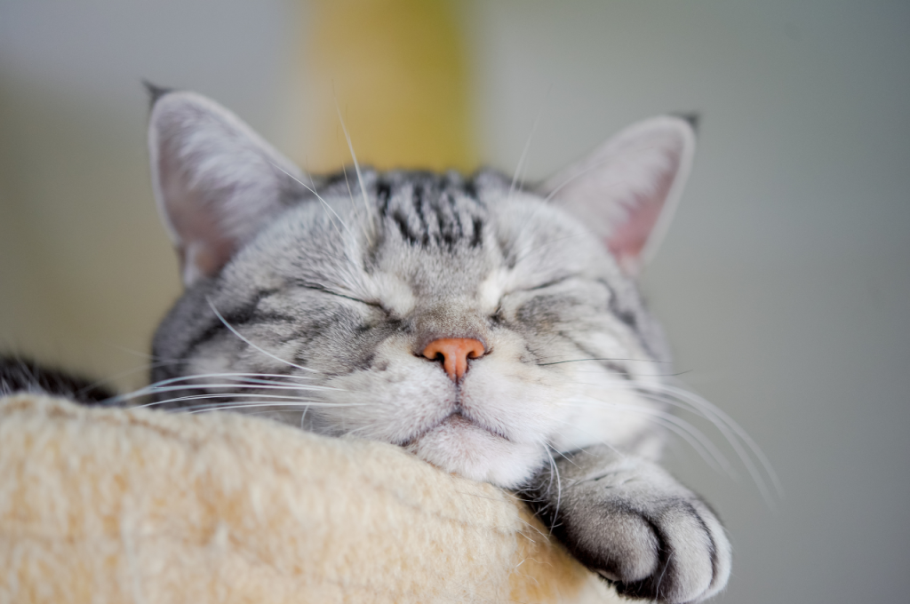 What is a suitable environment for a cat?
