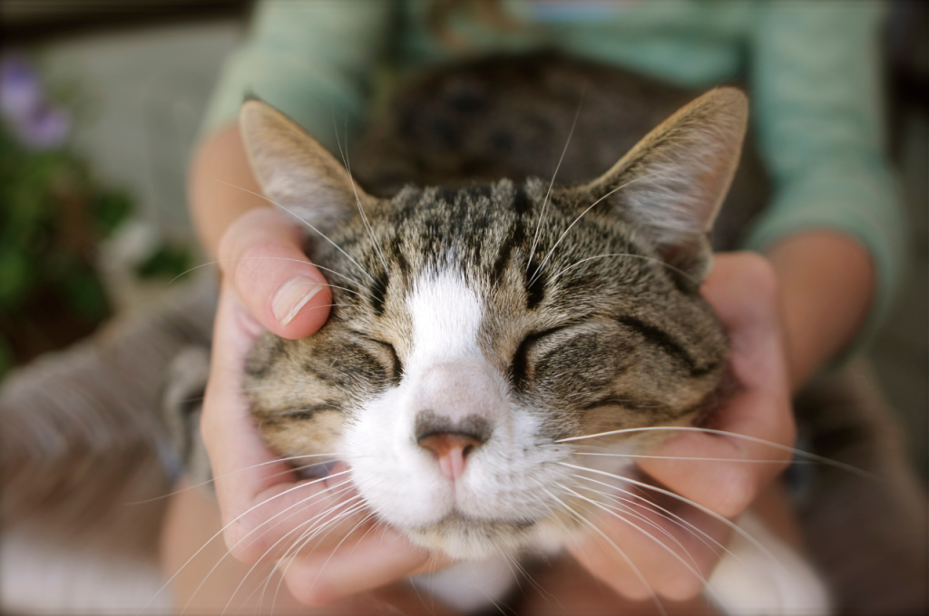 What is the best environment for indoor cats?
