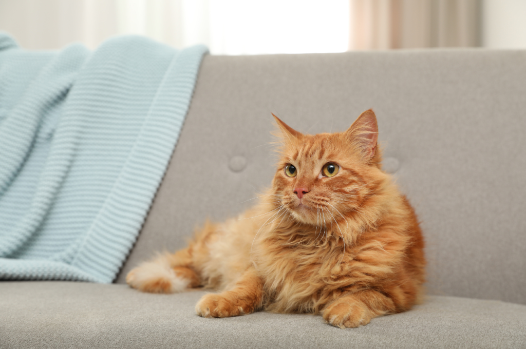 How to make your house more cat friendly?