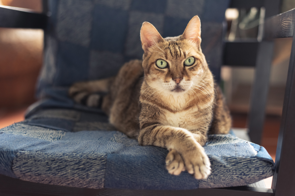 What makes a good home for a cat?