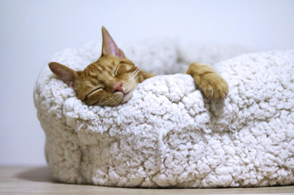 What environment do cats like to sleep in?