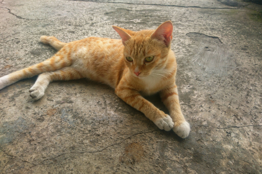 What does it mean if a cat is domesticated?