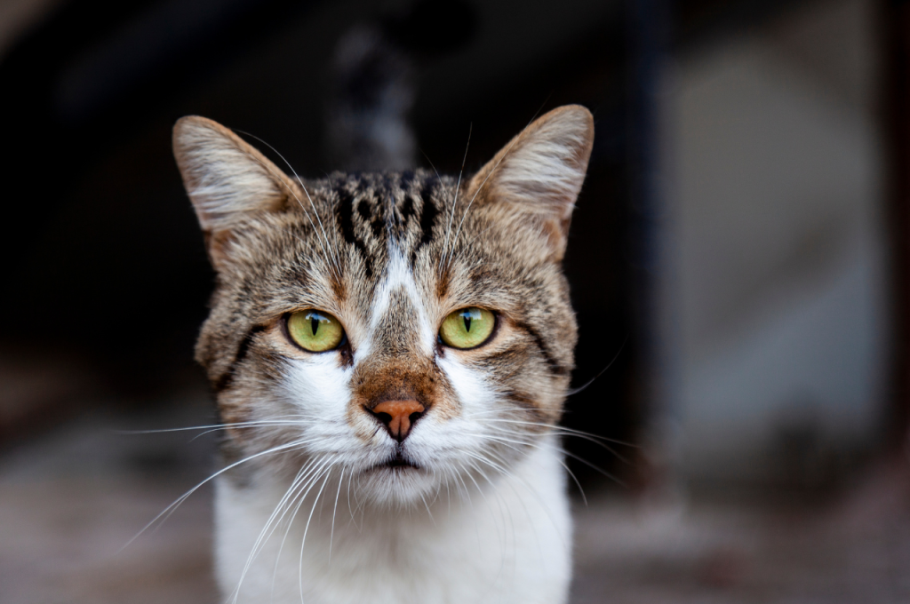 How to introduce a cat to your home