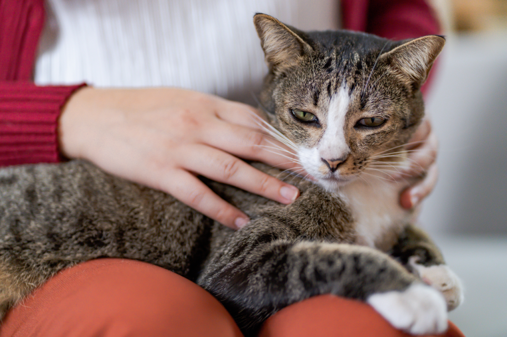 How do you create a safe space for cats?