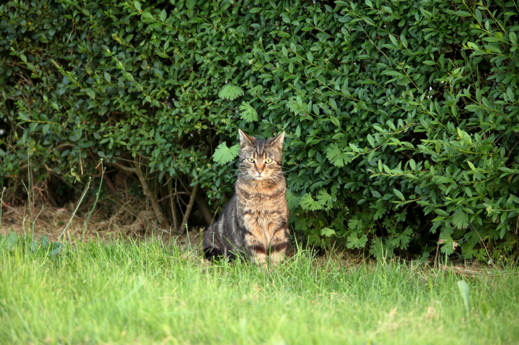 can domesticated cats survive in the wild