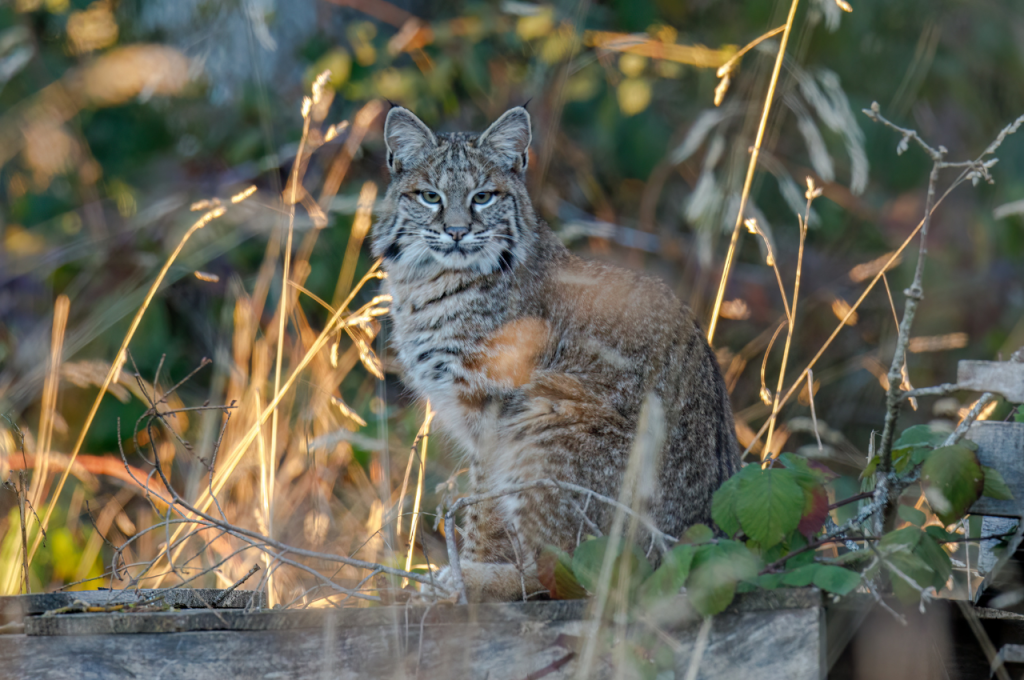 can wild cats be domesticated