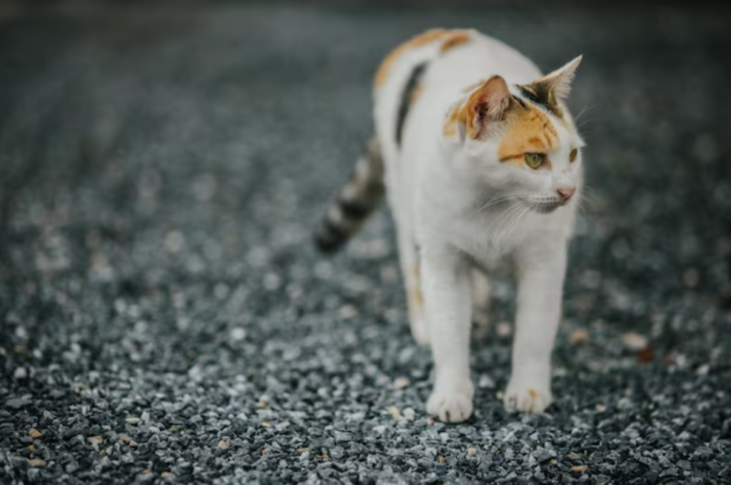 what is the difference between a domestic cat and a wild cat