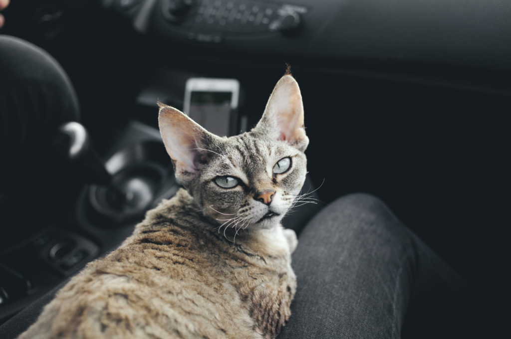 how to travel with a cat