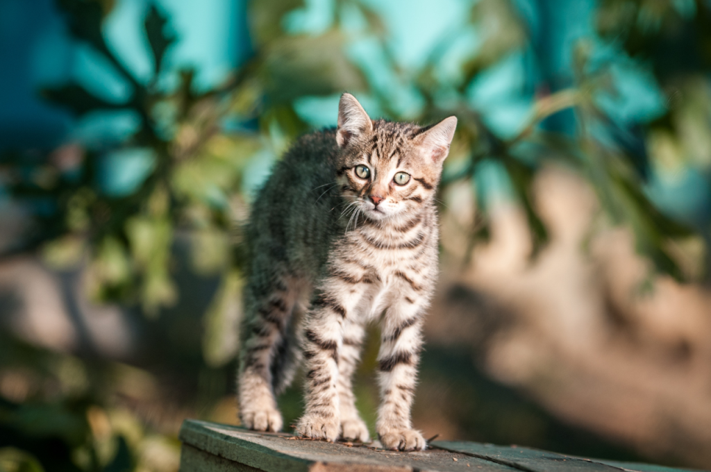 What domesticated cat is closest to a wild cat?