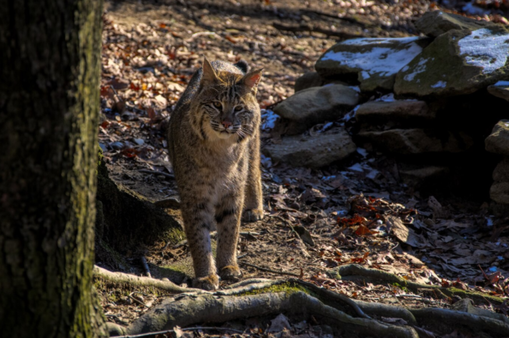 How do you know if you have a wild cat?