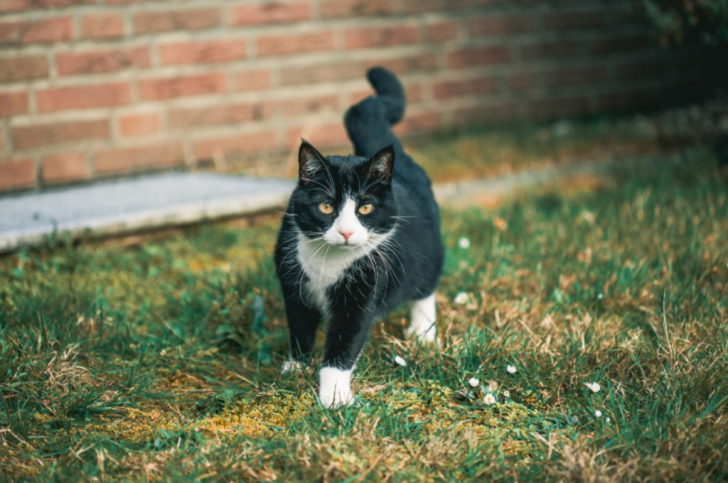 How to tell if a cat is indoor or outdoor?