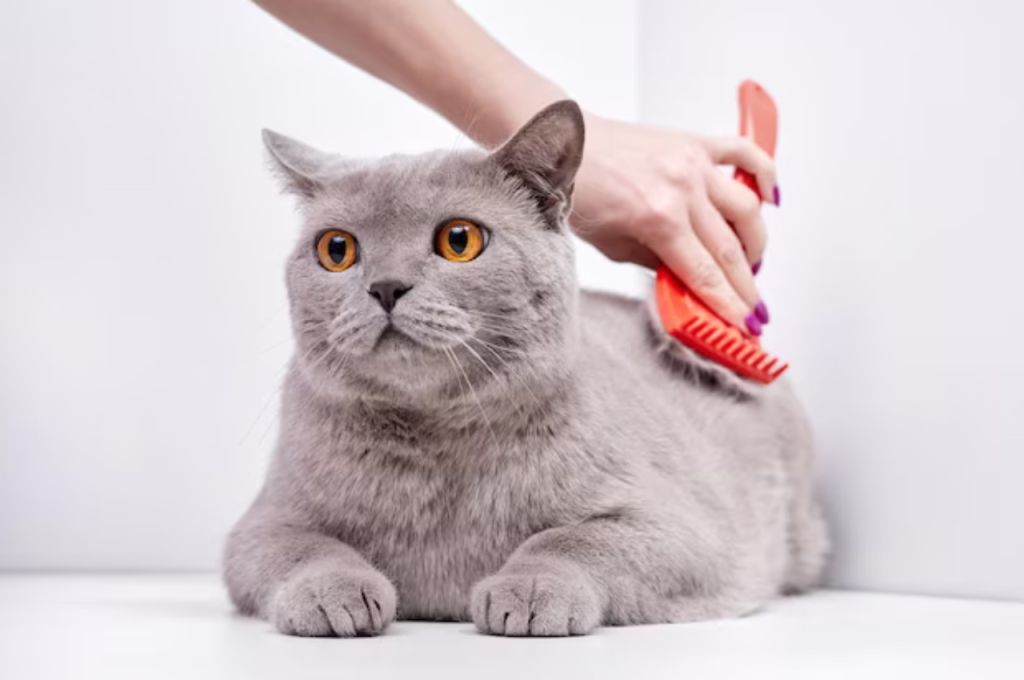 how to groom cat