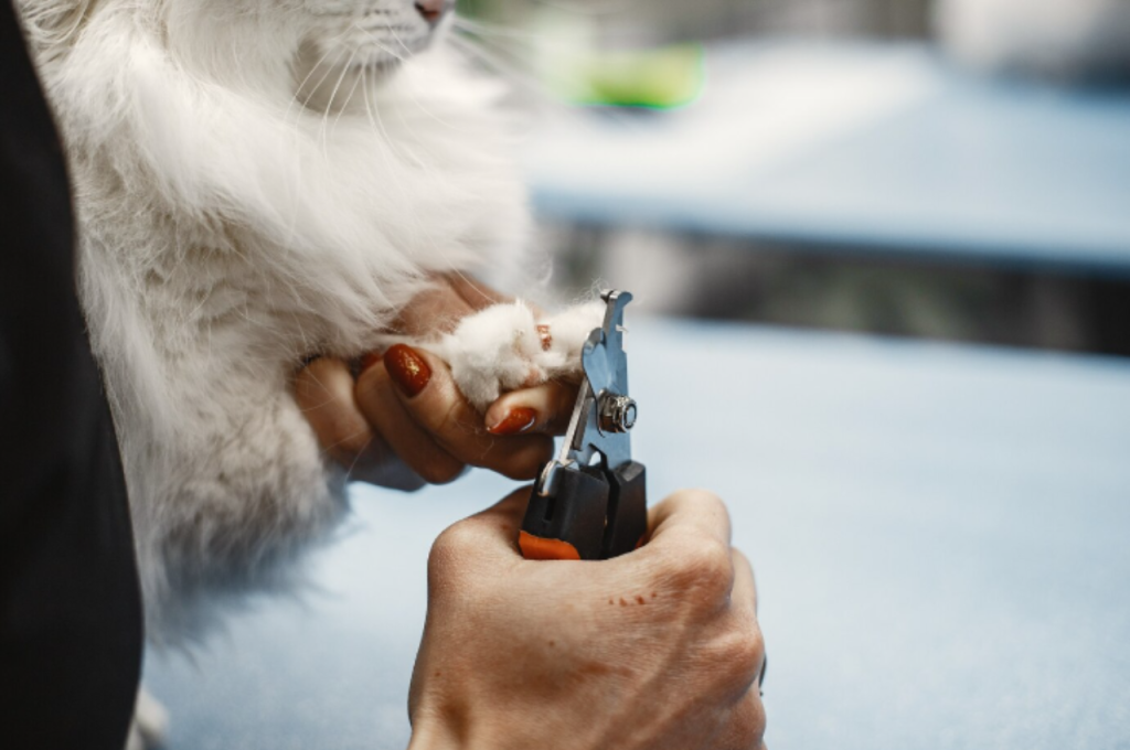 How do you groom a cat by yourself?