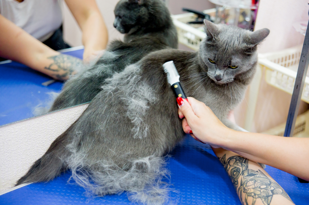 Cat grooming tools