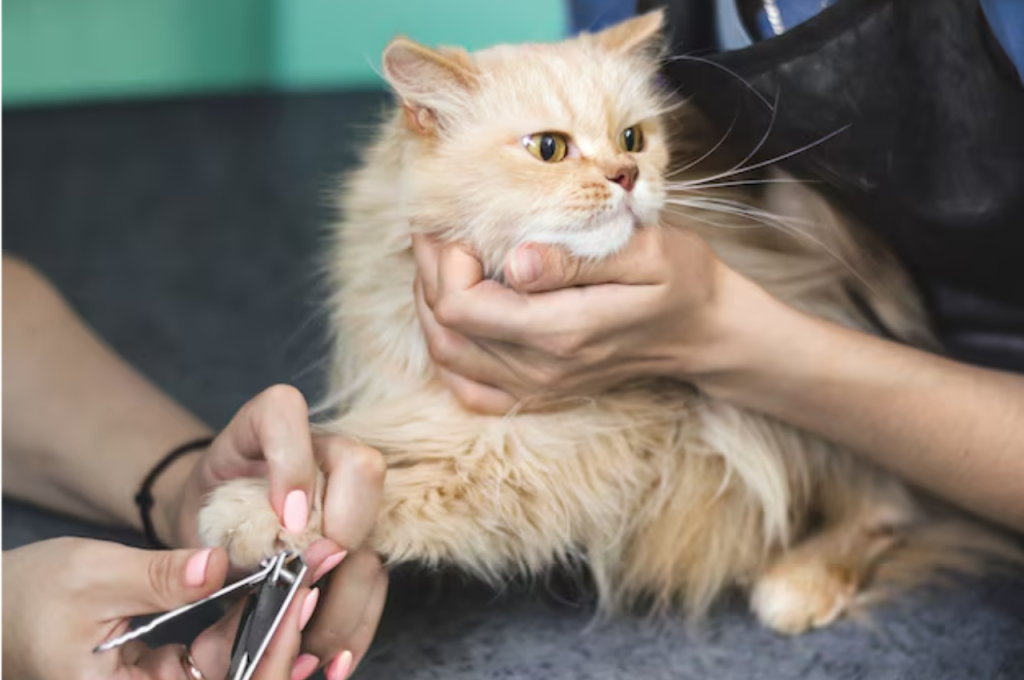 Cat grooming benefits