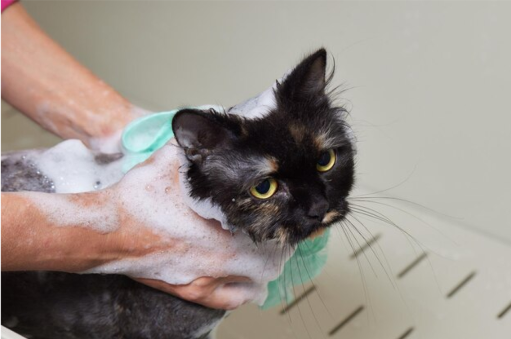 How to groom a cat that hates it