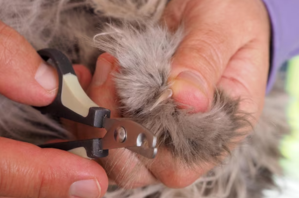 how to groom cat nails