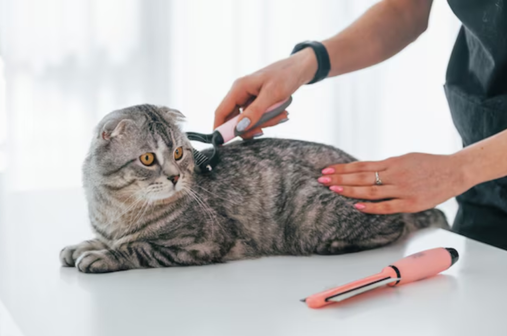 How do you clean a cat that won't let you?