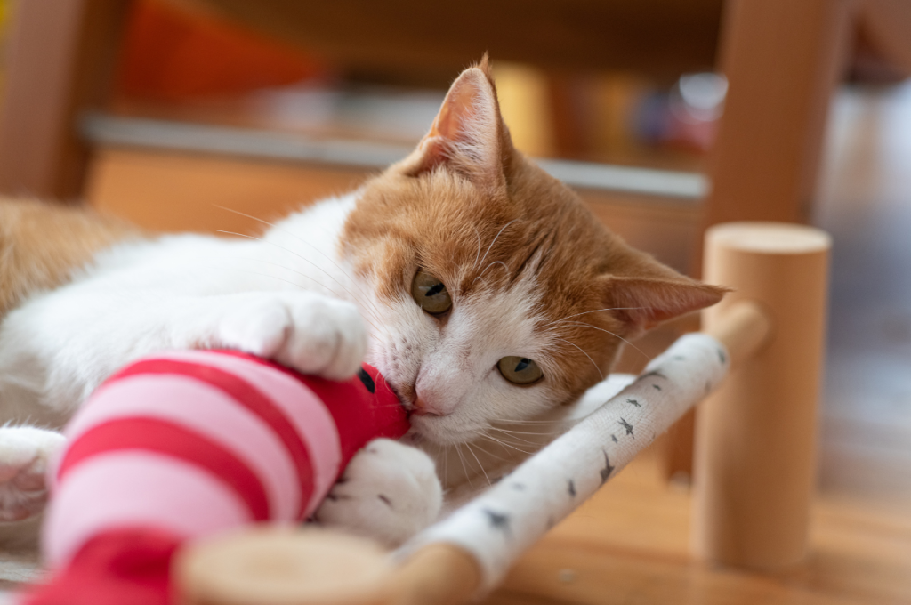 how to stop my cat from over grooming