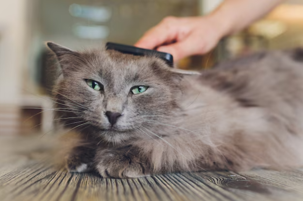 How to stop cat hair from getting everywhere?