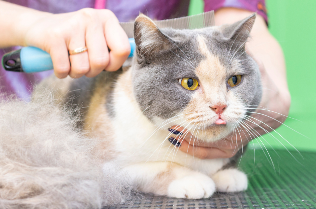 What are the pros of grooming cats in your salon?