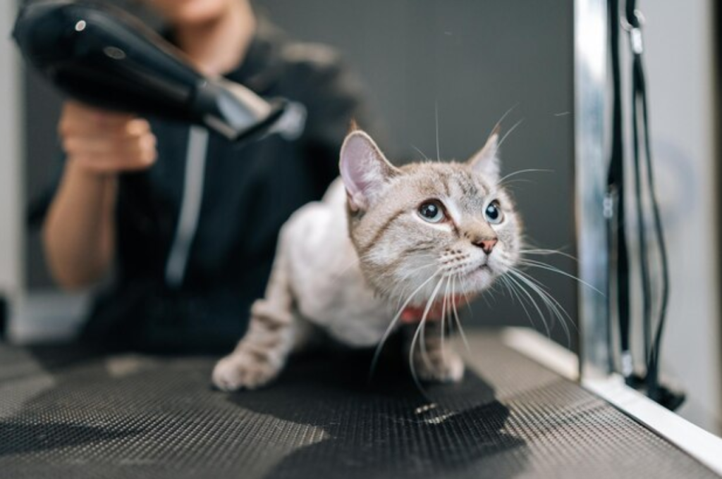 Are there benefits to shaving your cat?