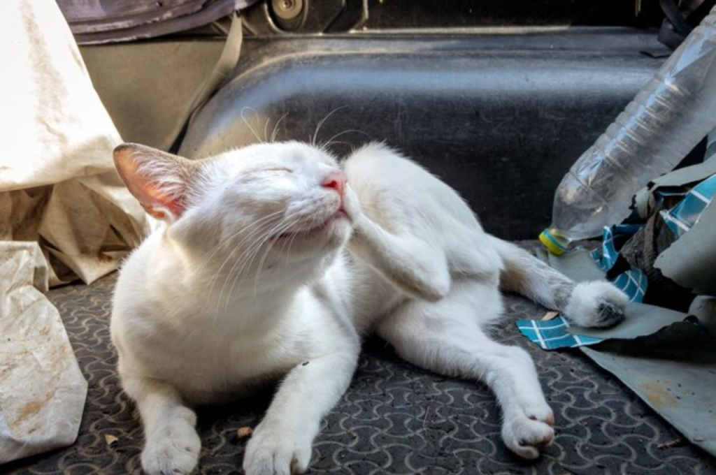 What happens if you don't groom your cat?