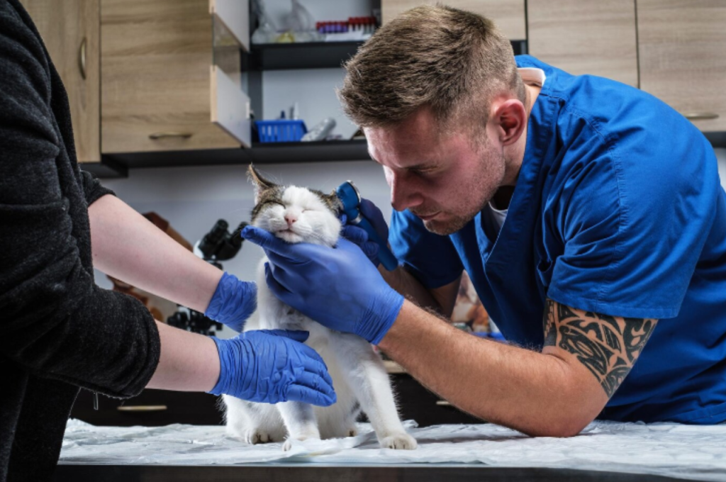 How do professional groomers groom cats?