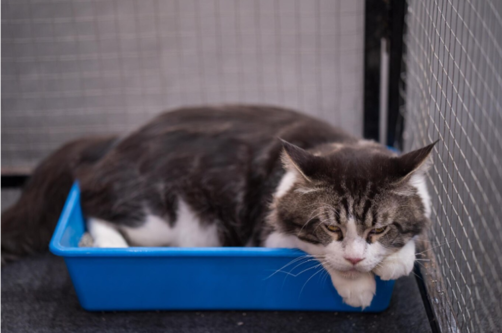how to house train a cat