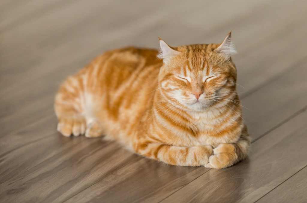 how to train a cat its name
