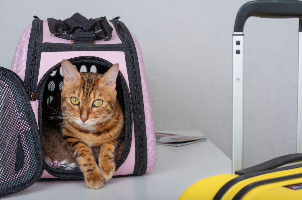 how to train your cat to travel with you