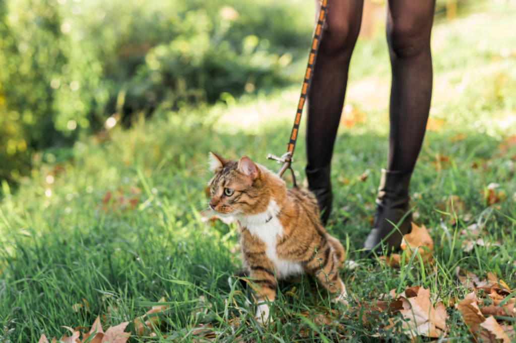 how to train a cat to walk on leash