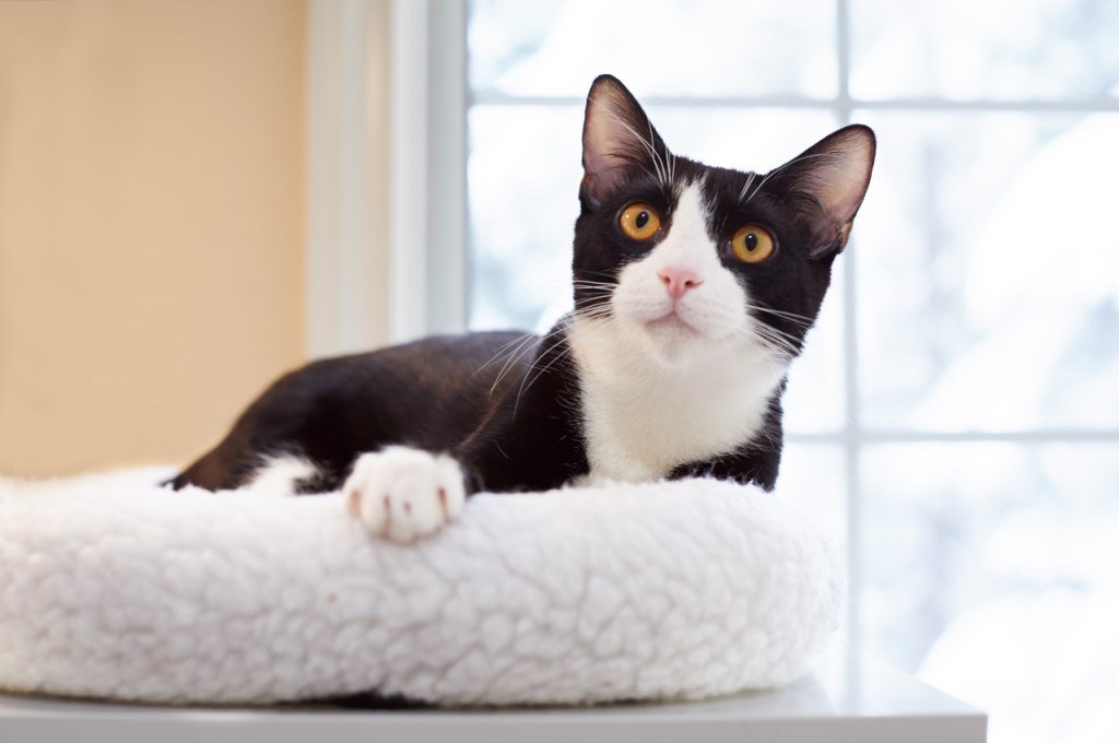 What is the best environment for indoor cats?