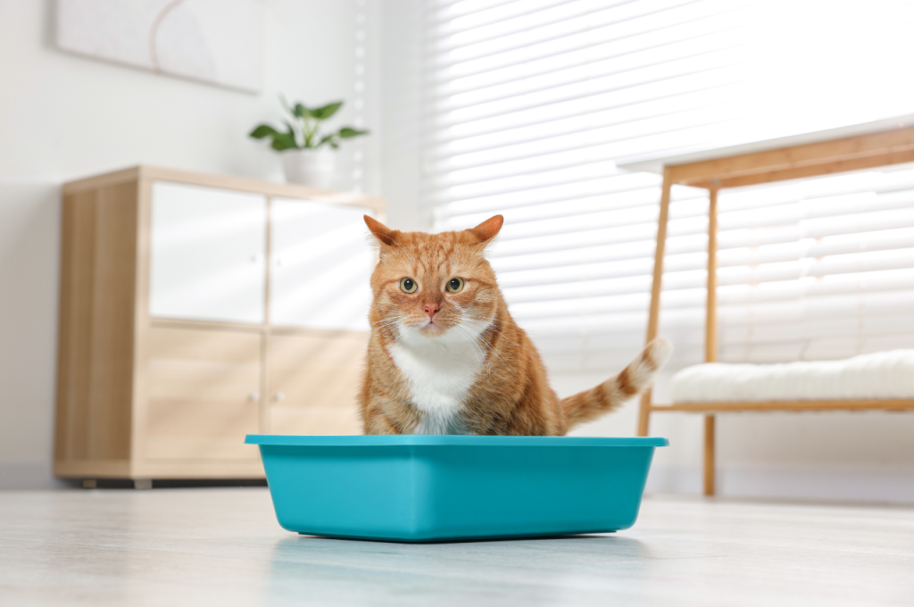 How to make your house more cat friendly?