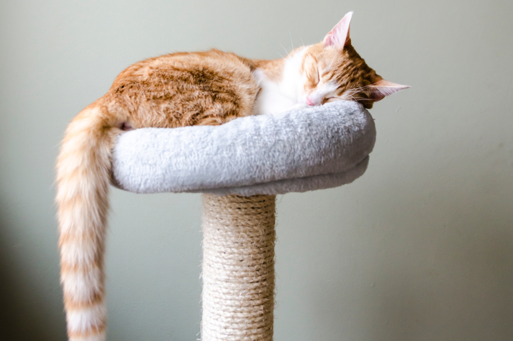 What environment do cats like to sleep in?