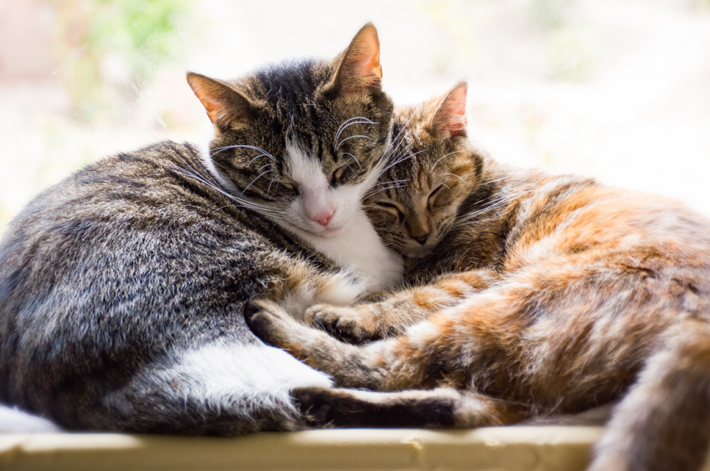 how do cats communicate with each other