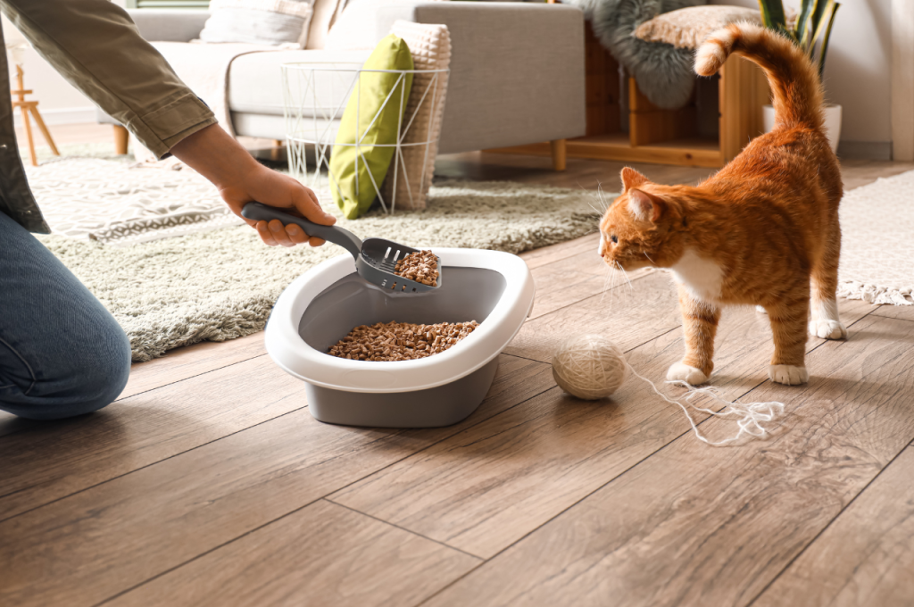 How to introduce a cat to your home