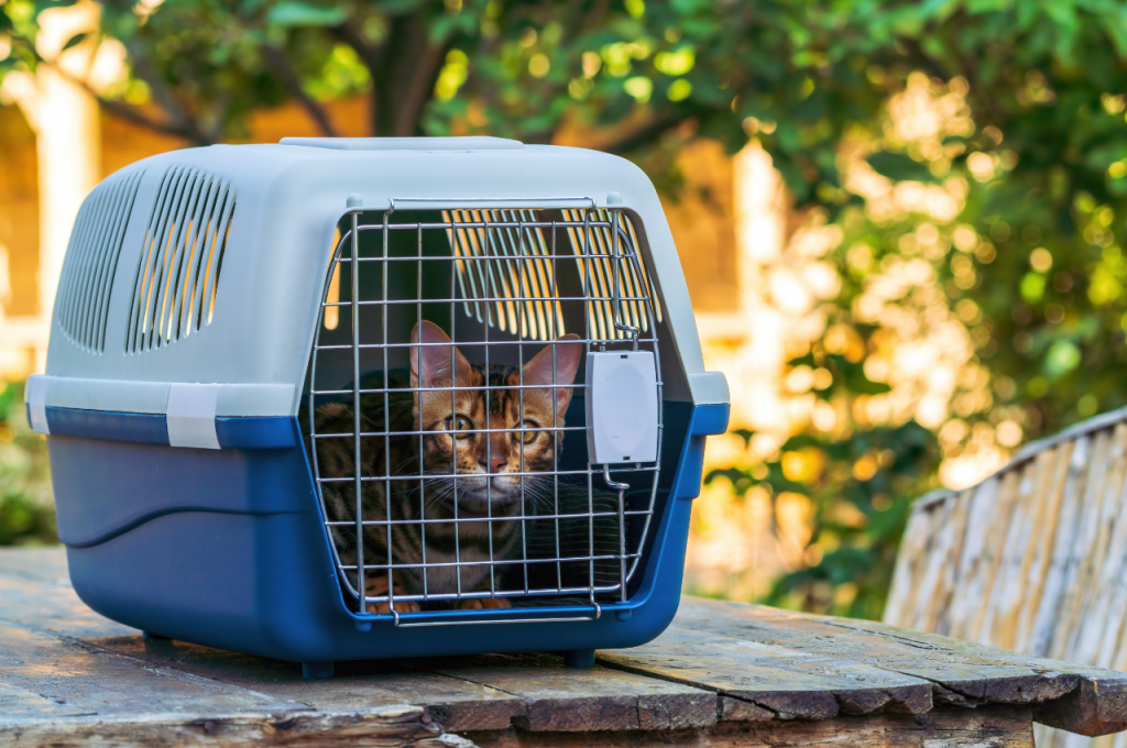 how to travel with an anxious cat
