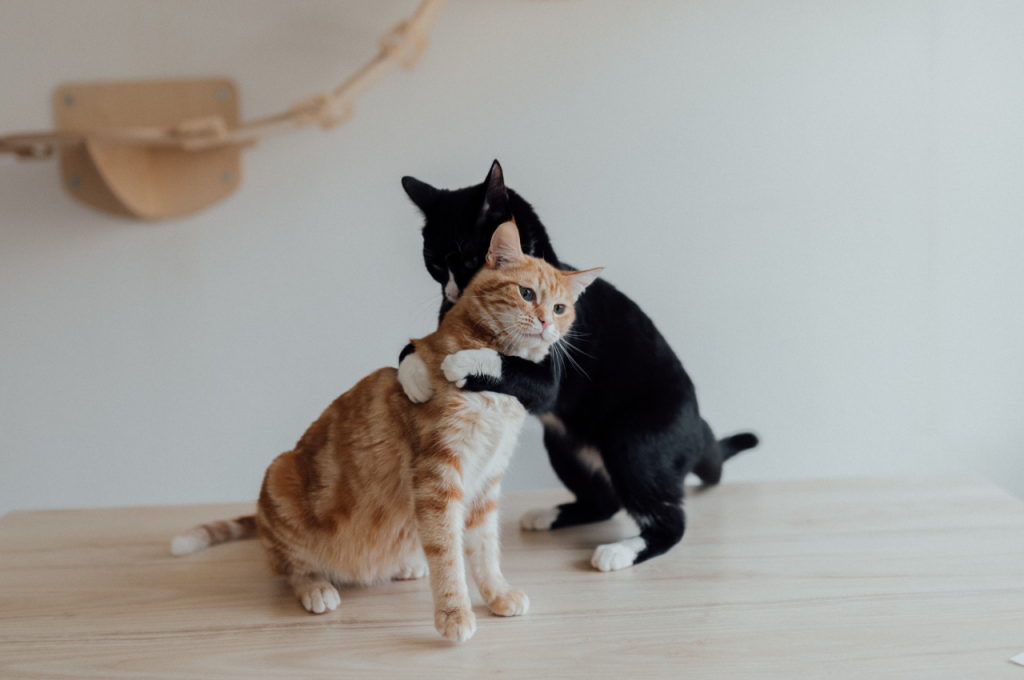 How do you create a safe space for cats?
